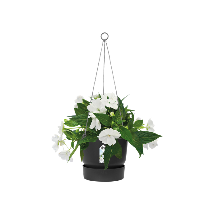 greenville hanging basket 24cm living black
